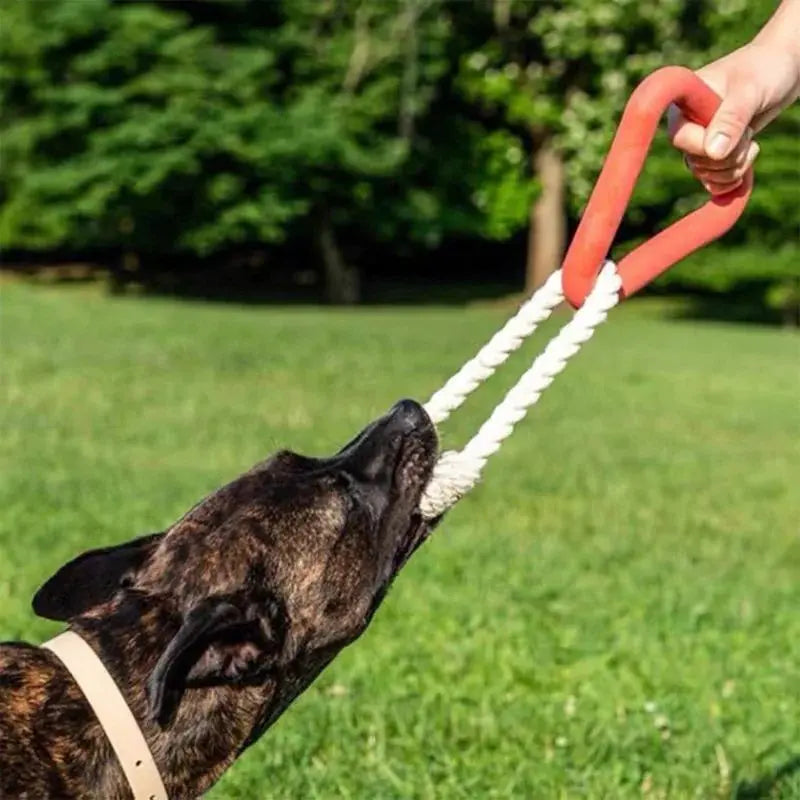 Large Triangular Pull Ring Pet plaza